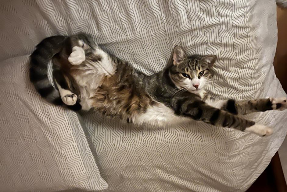 Alerta de Hallazgo Gato Hembra Louhans Francia