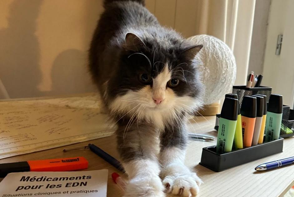 Alerta de Desaparición Gato  Hembra , 9 años Clermont-Ferrand Francia