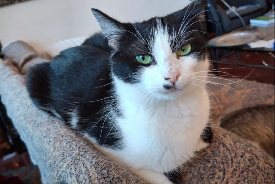 Alerta de Desaparición Gato Hembra , 2 años Toulouse Francia
