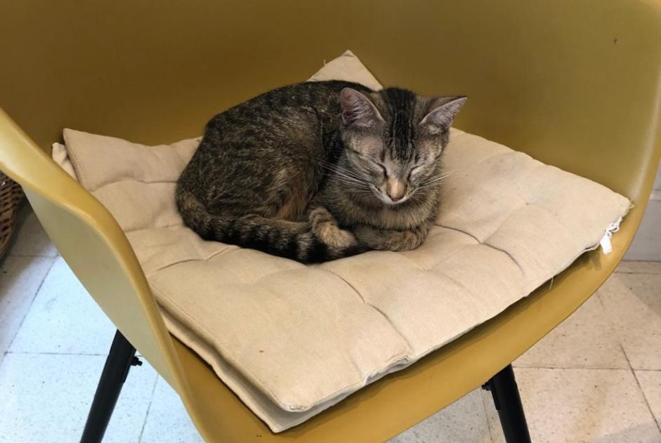 Alerta de Hallazgo Gato Desconocido Fondettes Francia