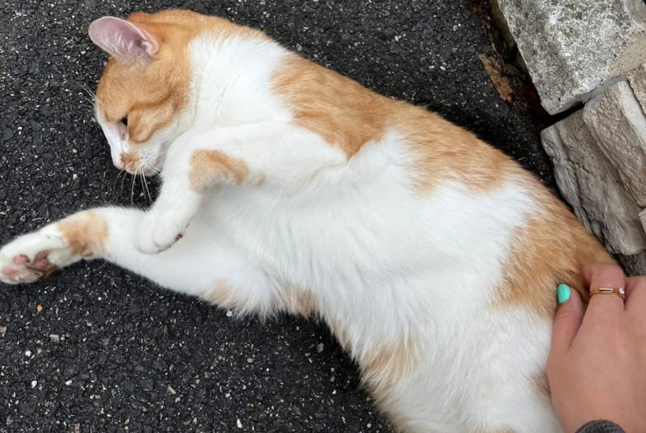 Alerta de Desaparición Gato Macho , 3 años Wissous Francia