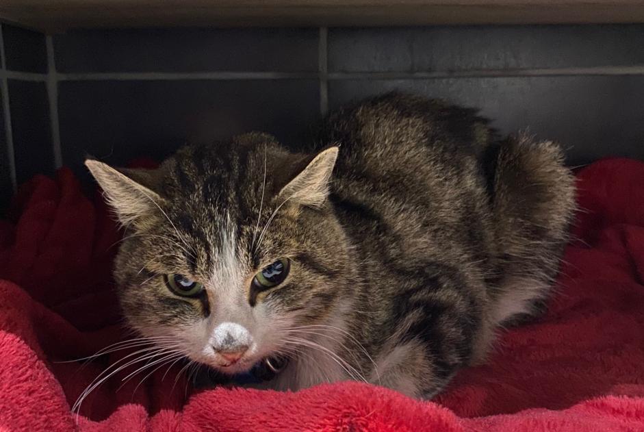 Alerta de Hallazgo Gato Macho , 2 años Dole Francia