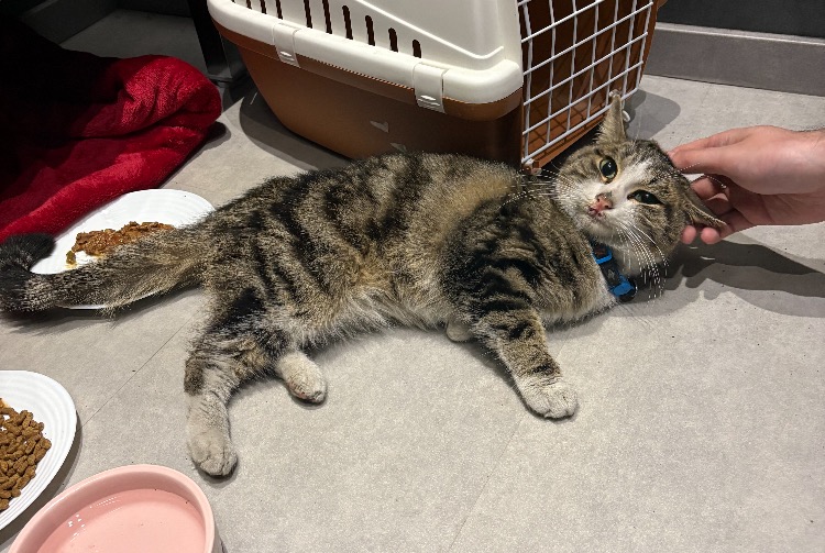 Alerta de Hallazgo Gato Macho , 2 años Dole Francia