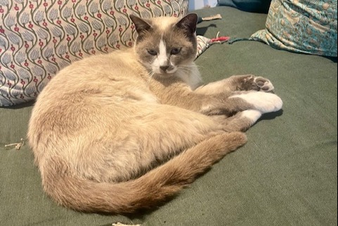 Alerta de Hallazgo Gato Desconocido Aix-en-Provence Francia