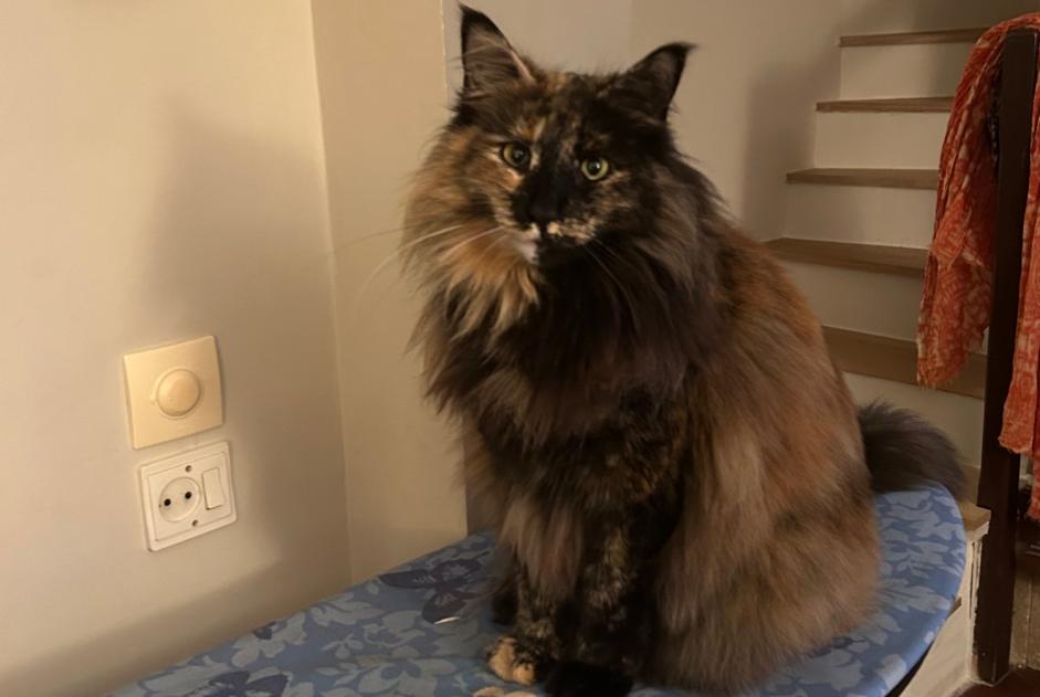 Alerta de Desaparición Gato  Hembra , 5 años La Colle-sur-Loup Francia
