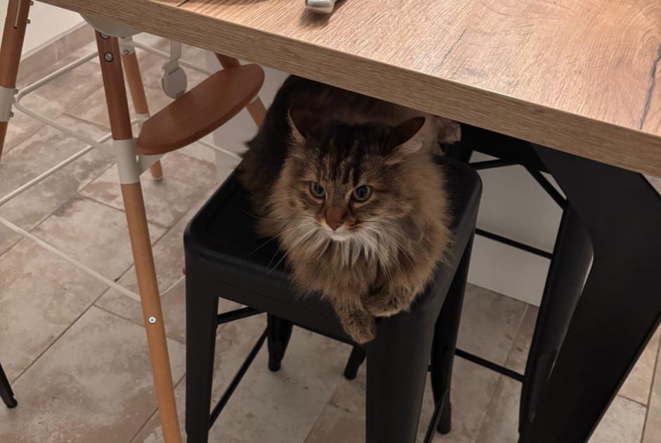 Alerta de Desaparición Gato Hembra , 6 años Savonnières Francia
