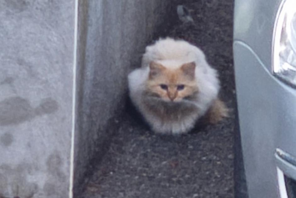 Alerta de Hallazgo Gato Desconocido Saint-Didier-au-Mont-d'Or Francia