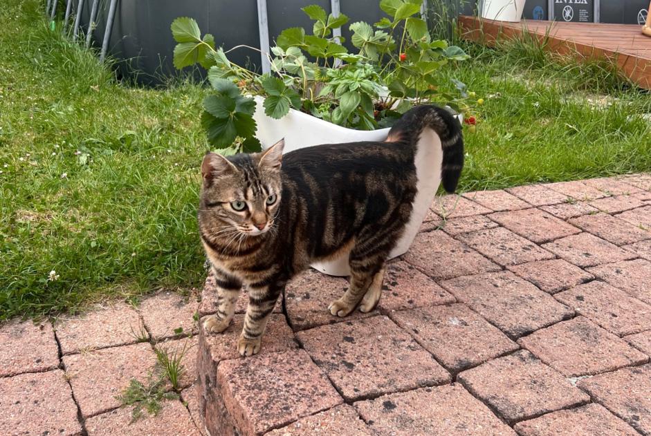 Alerta de Hallazgo Gato Macho Livry-Gargan Francia