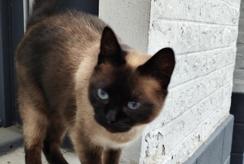 Alerta de Hallazgo Gato Desconocido Hénin-Beaumont Francia