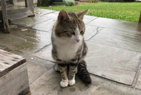 Alerta de Hallazgo Gato Macho Ciboure Francia