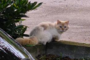 Alerta de Hallazgo Gato Desconocido Saint-Didier-au-Mont-d'Or Francia