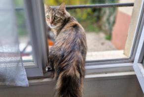 Alerta de Hallazgo Gato cruce  Hembra , 2 años Bourg-en-Bresse Francia