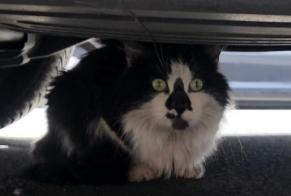 Alerta de Hallazgo Gato Desconocido Lille Francia