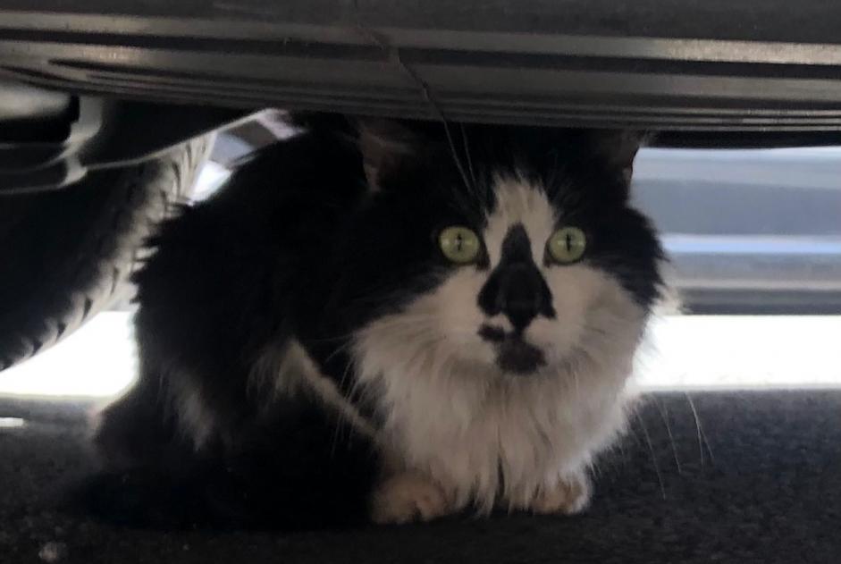 Alerta de Hallazgo Gato Desconocido Lille Francia