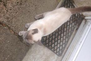 Alerta de Hallazgo Gato Desconocido Férel Francia