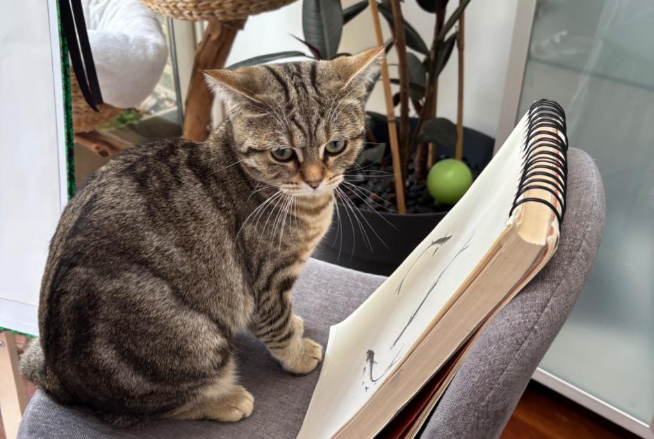 Alerta de Desaparición Gato  Hembra , 1 años Tours Francia