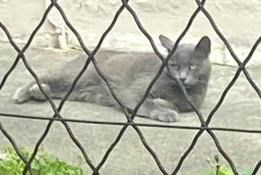 Alerta de Hallazgo Gato Desconocido Toulouse Francia