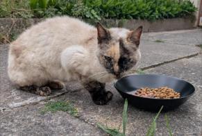 Alerta de Hallazgo Gato  Hembra Brétigny-sur-Orge Francia