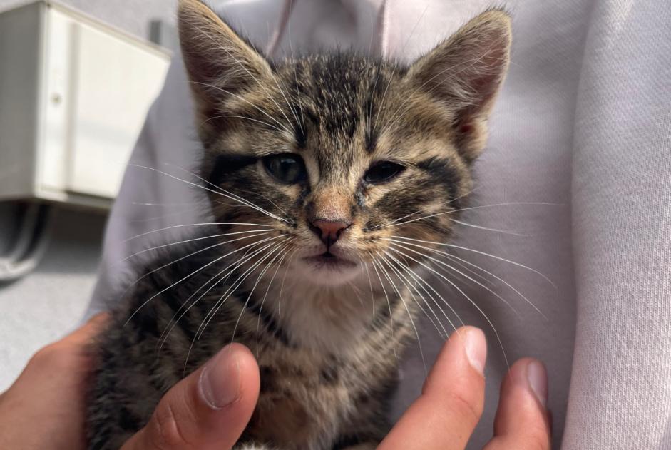 Alerta de Hallazgo Gato Macho , Entre 1 y 3 meses Épinal Francia