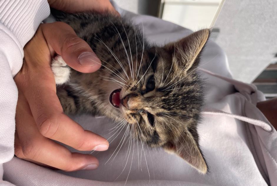 Alerta de Hallazgo Gato Macho , Entre 1 y 3 meses Épinal Francia