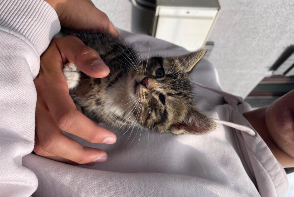Alerta de Hallazgo Gato Macho , Entre 1 y 3 meses Épinal Francia