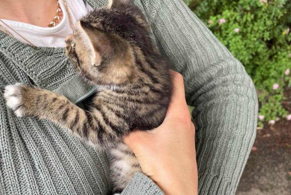 Alerta de Hallazgo Gato Macho , Entre 1 y 3 meses Épinal Francia