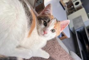 Alerta de Desaparición Gato Hembra , 1 años Bons-en-Chablais Francia