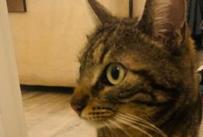 Alerta de Desaparición Gato  Hembra , 5 años Aix-en-Provence Francia