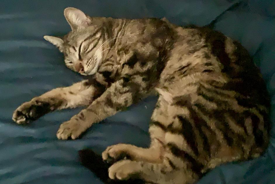 Alerta de Desaparición Gato  Hembra , 5 años Aix-en-Provence Francia