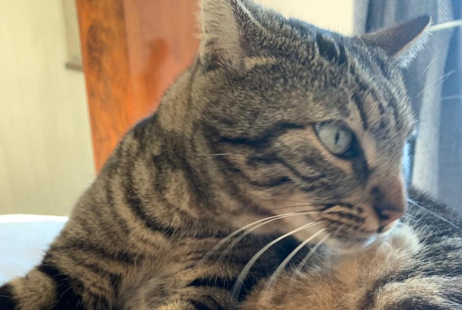 Alerta de Desaparición Gato  Hembra , 5 años Aix-en-Provence Francia