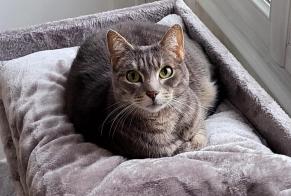 Alerta de Desaparición Gato Macho , 9 años Brou Francia