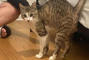 Alerta de Desaparición Gato  Macho , 1 años Bruges Francia