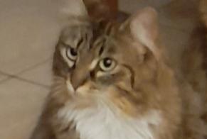 Alerta de Desaparición Gato Hembra , 2 años Le Mans Francia