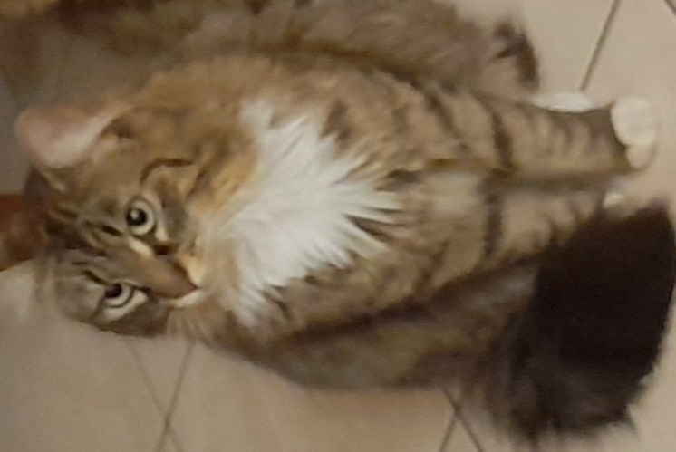 Alerta de Desaparición Gato Hembra , 2 años Le Mans Francia