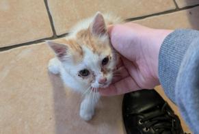 Alerta de Hallazgo Gato Desconocido Saint-Mars-la-Brière Francia