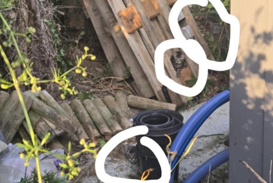 Alerta de Hallazgo Gato Hembra Erdre-en-Anjou Francia
