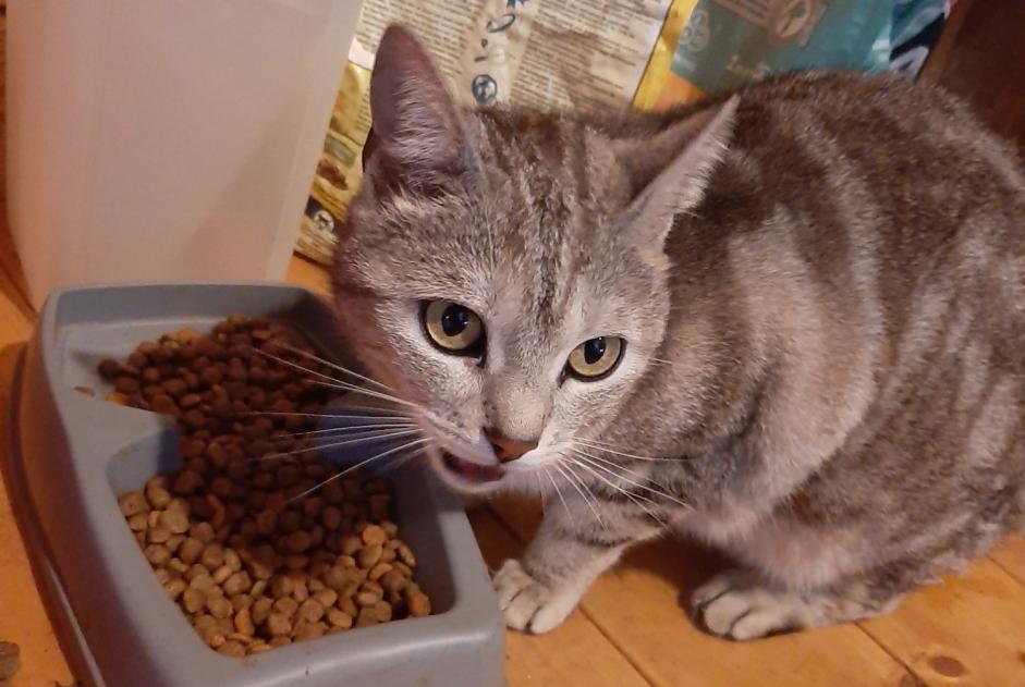 Alerta de Desaparición Gato Hembra , 4 años Liézey Francia