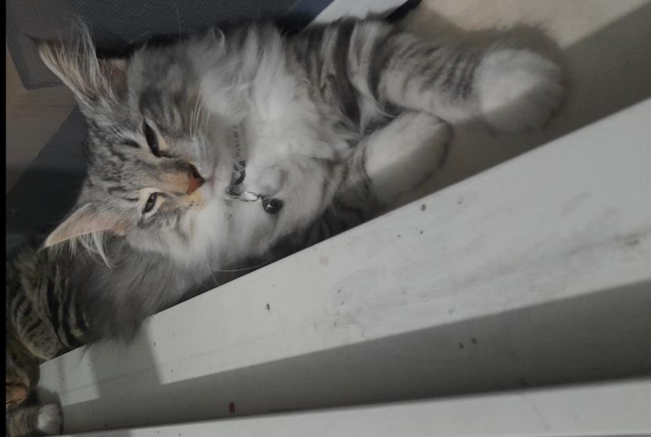 Alerta de Desaparición Gato  Hembra , 1 años Échirolles Francia