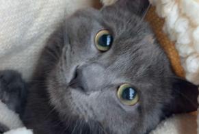 Alerta de Desaparición Gato  Macho , 1 años Mitry-Mory Francia