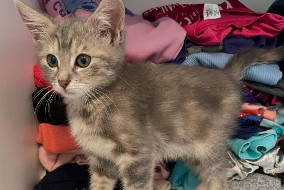 Alerta de Desaparición Gato Hembra , 0 años Brindas Francia