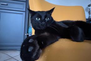 Alerta de Desaparición Gato Macho , 2 años Épinal Francia