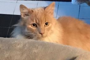 Alerta de Desaparición Gato  Macho , 10 años Savigny-le-Temple Francia
