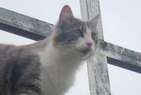 Alerta de Desaparición Gato cruce  Macho , 1 años Le Gué-d'Alleré Francia