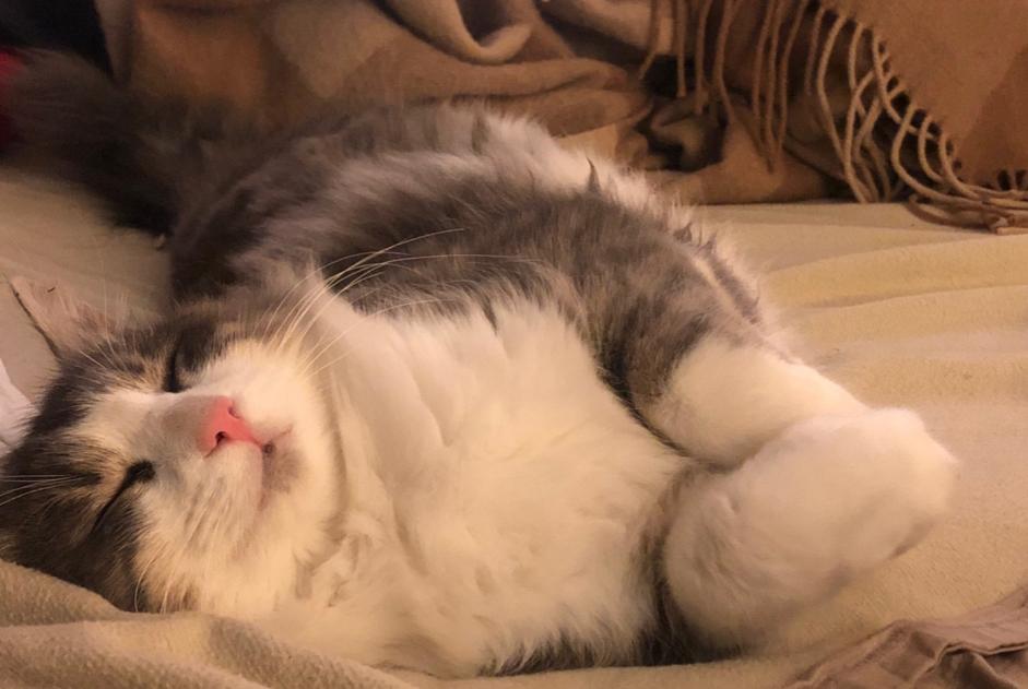 Alerta de Desaparición Gato cruce  Macho , 1 años Le Gué-d'Alleré Francia