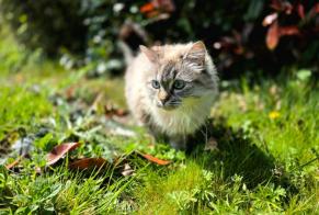 Alerta de Desaparición Gato cruce  Hembra , 5 años La Ferrière Francia