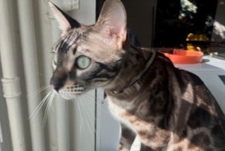 Alerta de Desaparición Gato  Macho , 2 años Soisy-sous-Montmorency Francia
