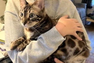 Alerta de Desaparición Gato  Macho , 2 años Soisy-sous-Montmorency Francia