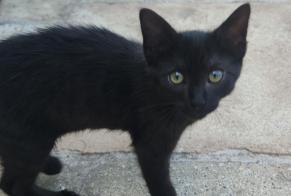Alerta de Desaparición Gato cruce  Macho , 0 años Saint-Pierre-de-Varengeville Francia