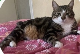 Alerta de Desaparición Gato Macho , 3 años Trélazé Francia