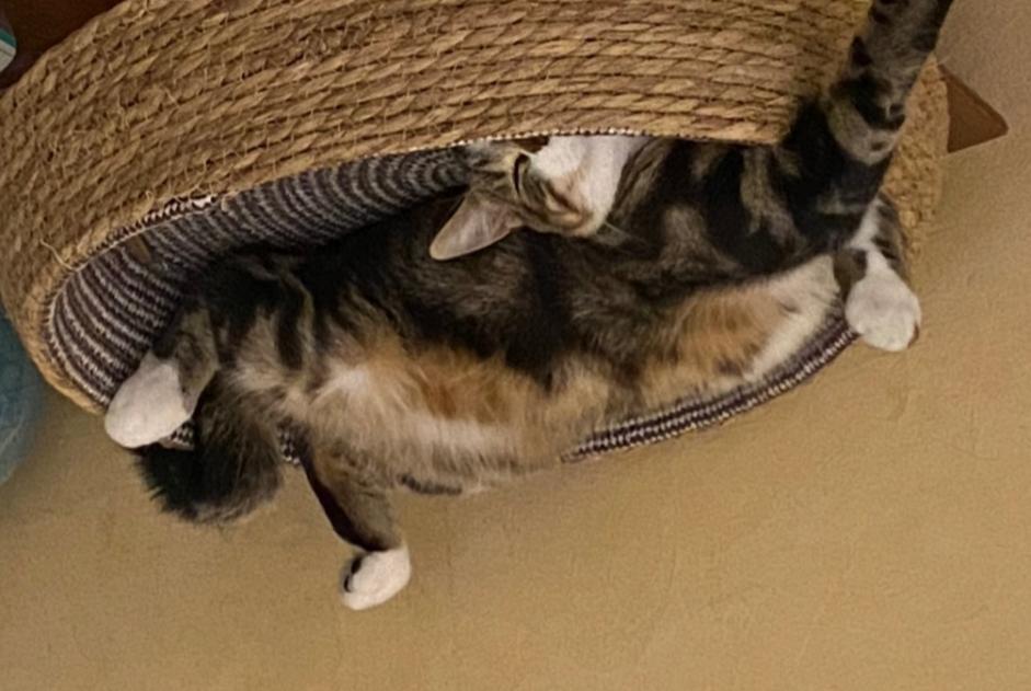 Alerta de Desaparición Gato Macho , 3 años Trélazé Francia